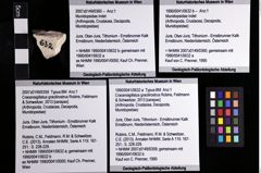 Foto (Objket + Etiketten) von Munidopsidae indet 